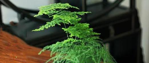 文竹之美——寓意高洁与成长的花语（揭秘文竹的名称由来与寓意）