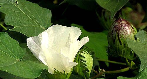 探究棉花的生态特点（锦葵科棉属植物的生长环境及适应能力）