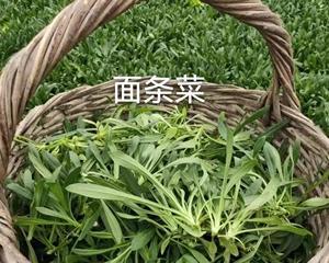品尝美味面条菜，让你欲罢不能（探秘面条菜的种类及烹饪方法）
