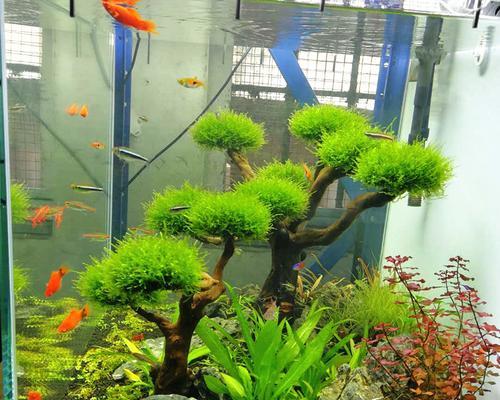 莫斯水草的快速养殖技巧（打造清新水族箱）