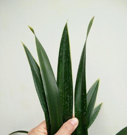 墨兰是否适合晒太阳（探讨墨兰植物的光照需求及适应性）
