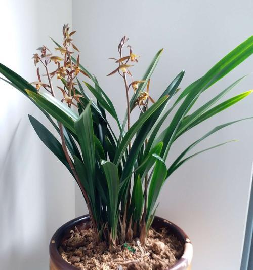 墨兰盆栽种植的技巧（选择合适的盆器）