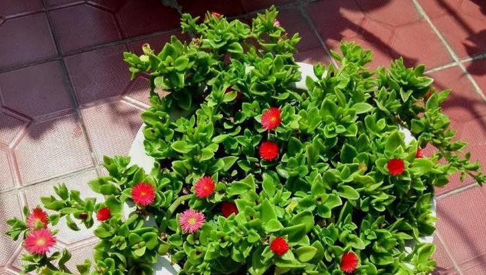 牡丹吊兰花期，繁花美不胜收（细数牡丹吊兰的独特魅力与艳丽色彩）