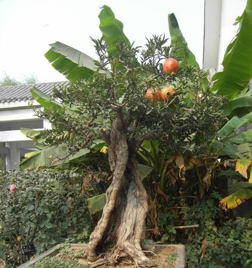 以石榴代表哪个生肖（解读石榴在十二生肖中的象征意义）