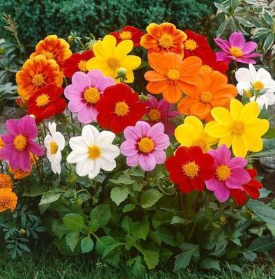 感谢之花——用花朵传递感激之情（花开花落间）