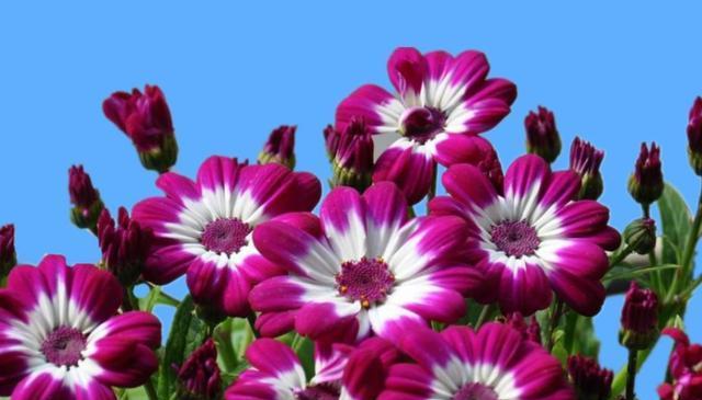 花语柔弱（以花为媒体）