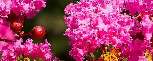 等待你——以玫瑰花的花语为主题的文章（玫瑰花的等待）