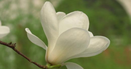 以玫瑰花为主题的文章（爱情的纠葛与复合）