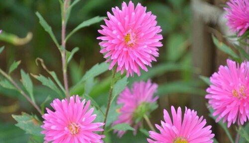 友谊之花（深情厚谊）