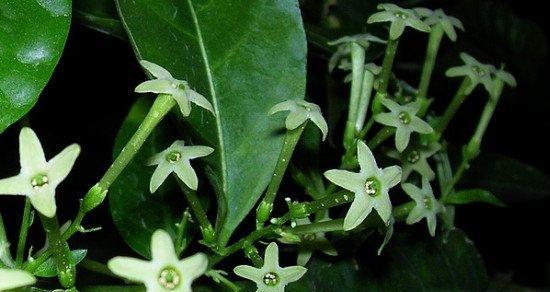 以夜来香的意义与传承（芬芳的回忆）