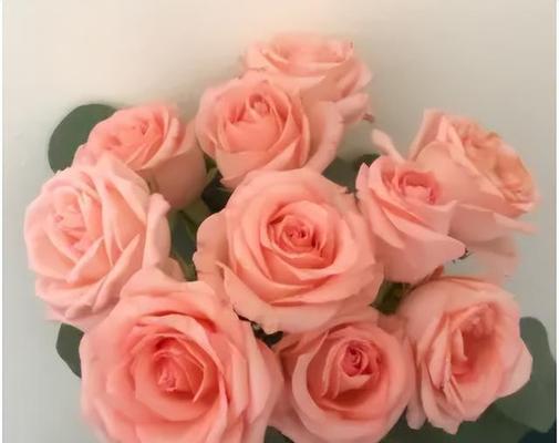 玫瑰花语传递影星的情感力量（探寻影星玫瑰花语背后的情感故事）