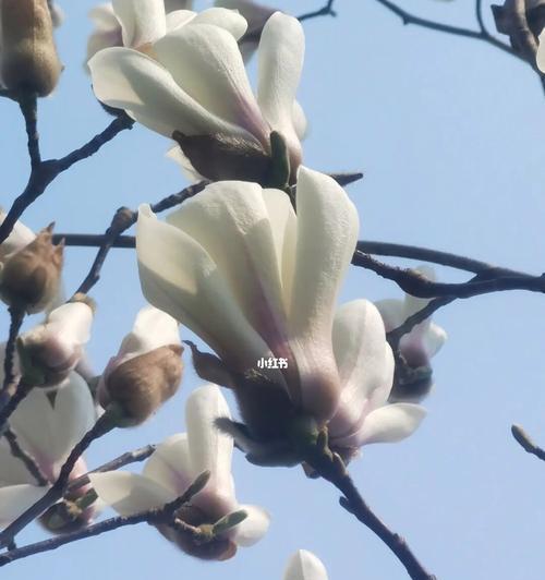 玉兰花的寓意——纯洁与高尚之美（以玉兰花为象征）
