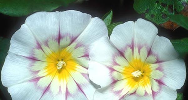 圆叶牵牛花——深情的守护者（花语解读）