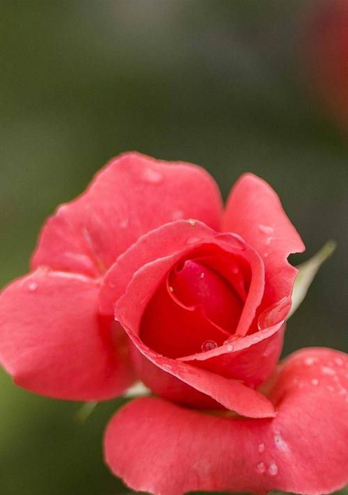 月季花（花开花谢）