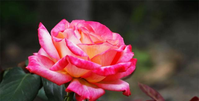 月季花语及象征意义——绽放美丽与爱的花朵（探寻月季的花语）