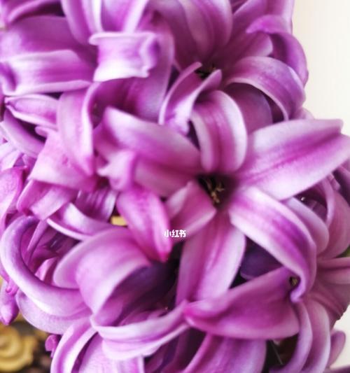 淡紫色的风信子花语（探寻风信子花语的奥秘与深意）
