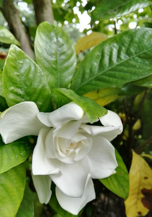 栀子花的象征意义（栀子花的美丽与情感传达）
