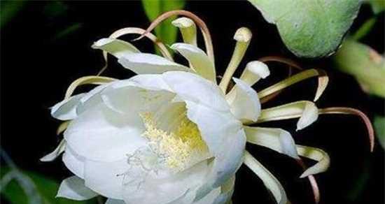昙花，寄语永恒（昙花花语象征与寓意）