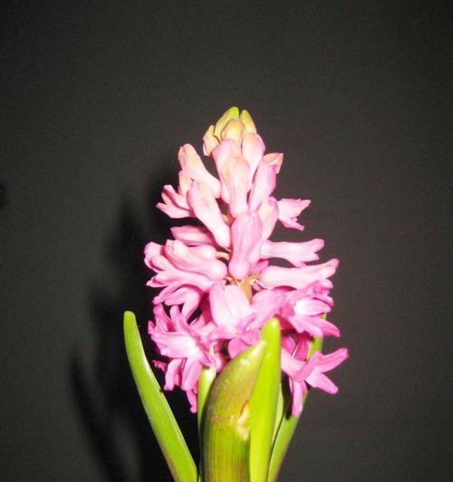 缤纷芬芳的风信子花语与寓意（以风信子花语各色风信子的花语和寓意为主题的深度解读）