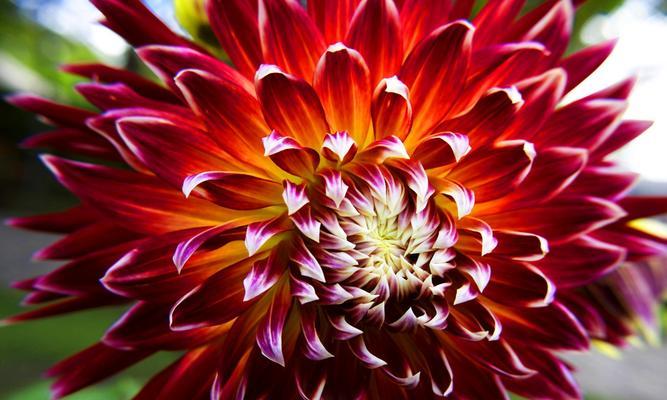 花语传说（传承千年的花语故事）