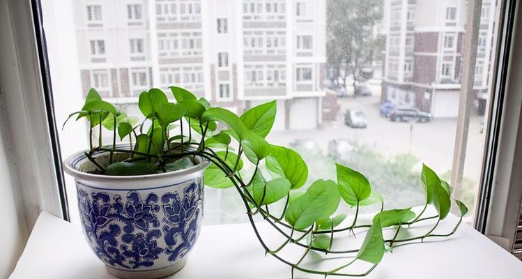 绿萝的象征意义及其养护技巧（探索绿萝的吉祥寓意与养护要点）