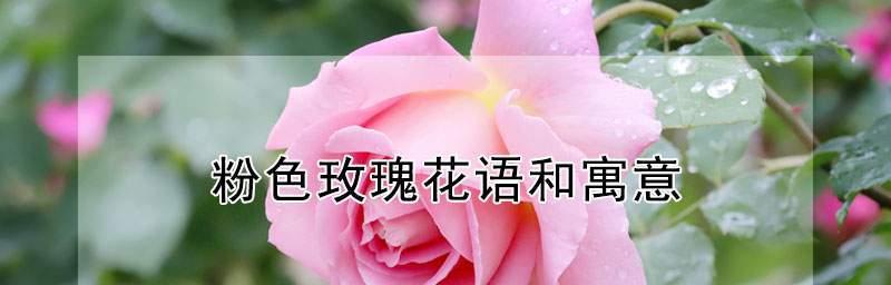 玫瑰花的花语与意义（探索玫瑰花语的世界）
