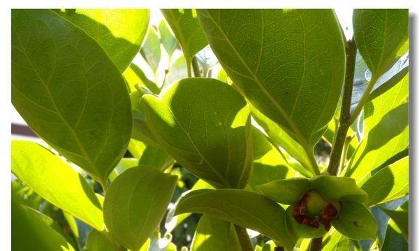 柿子的开花结果时间（掌握柿子生长周期）