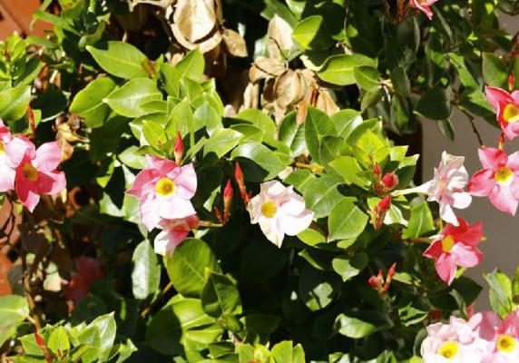 适合北方种植的藤本花卉推荐（为您带来北方气候适宜的藤本花卉品种推荐）
