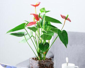 室内必备的15种适宜摆放的花卉（打造居家花园）