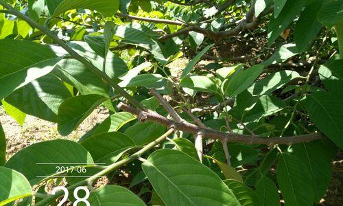 释迦果的开花结果（探寻释迦果的开花结果时间和特点）