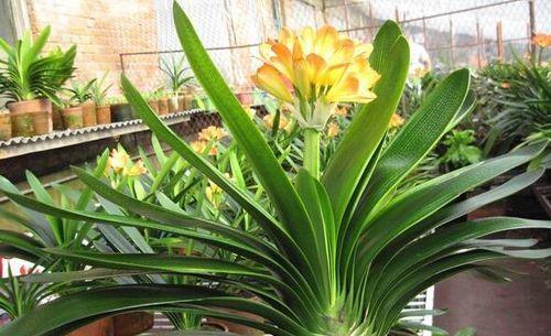 室内花卉种植指南（让你的居室更美丽舒适）