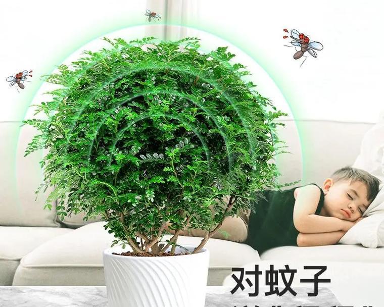 室内净化空气的植物大全（让植物为你的居室净化空气）