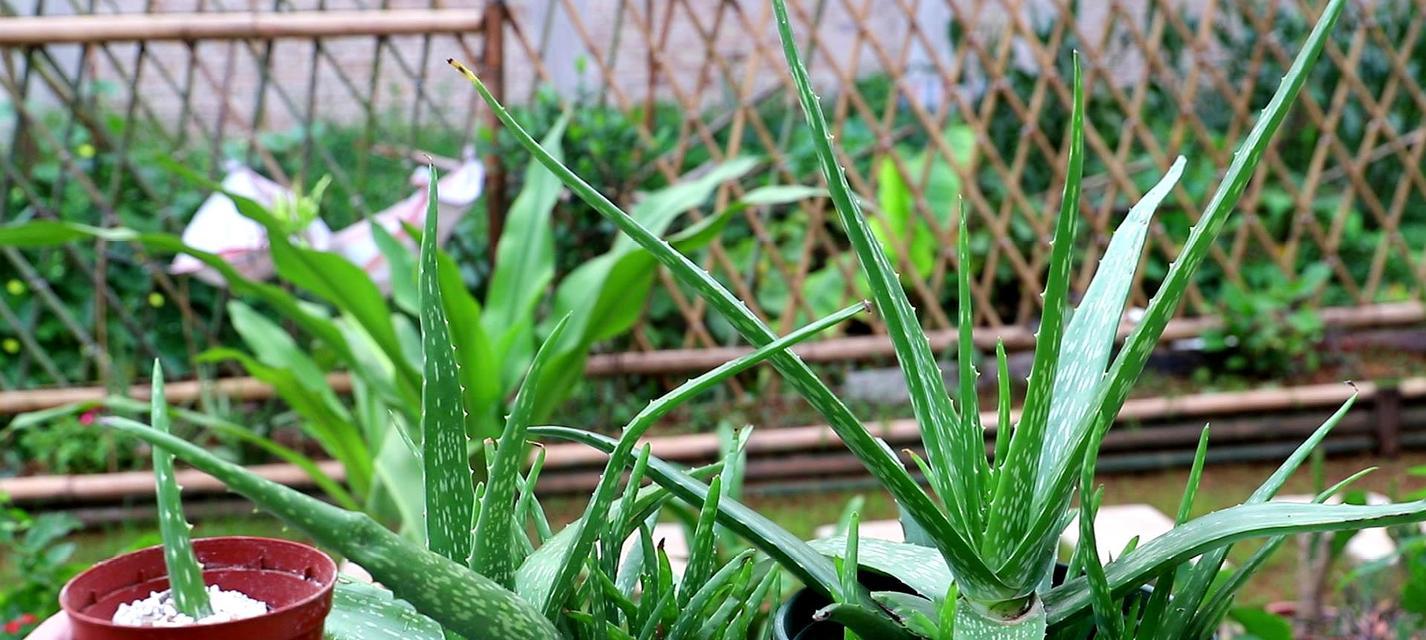 室内芦荟（探究芦荟养殖方式的优劣）