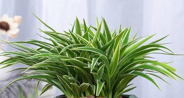 室内植物选种指南（打造舒适生活空间）