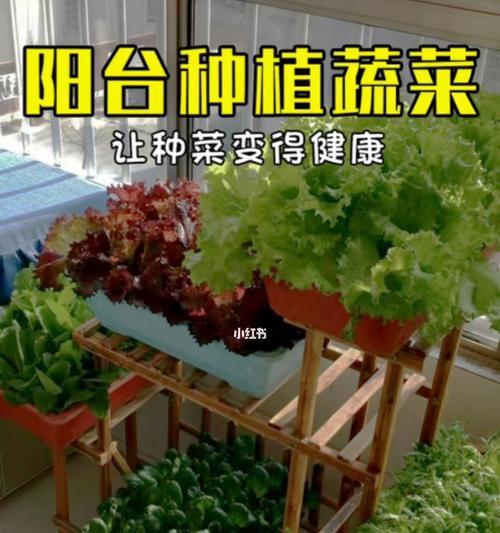 如何在室内阳台种植蔬菜（探索适合种植的蔬菜品种）
