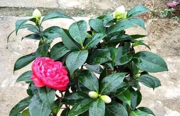 红山茶花家庭养法全攻略（打造美丽花园）