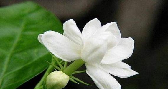 茉莉花的花语象征与寓意（花开芬芳）