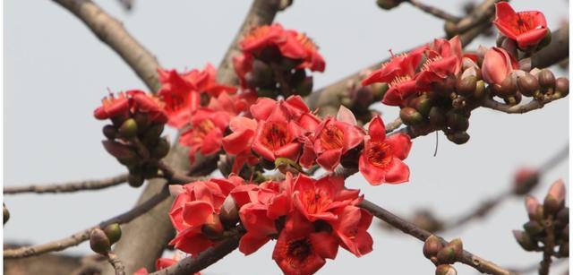 木棉花的寓意与花语（探寻木棉花的象征意义及传递的情感）