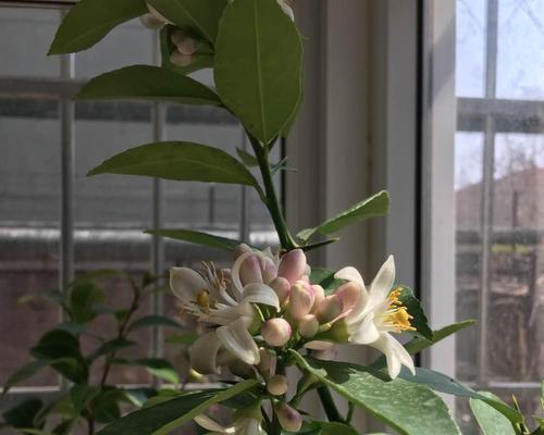 柠檬草的花语与寓意（揭示柠檬草的神秘花语）