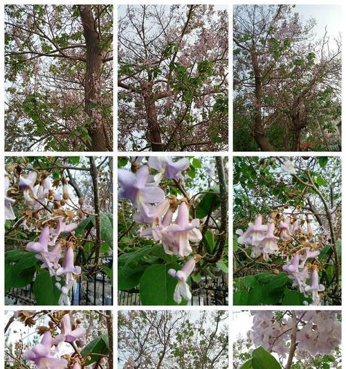 泡桐花的花语与寓意（解读泡桐花的含义）
