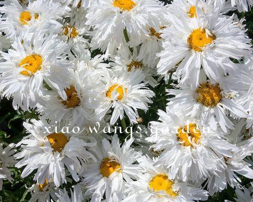 优美的阴性花卉，让你的家园更加清新自然（品味阴凉之美）