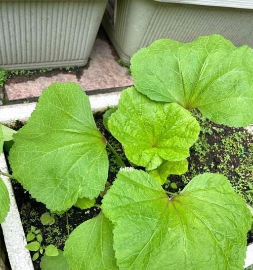 银丝王菜的营养与健康功效（探秘银丝王菜）