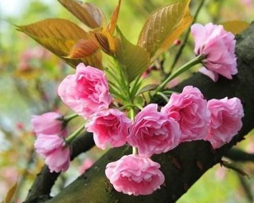 在家门口种樱花树，你也可以赏花（从选种到养护）