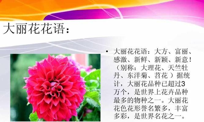 北京夏菊花语（传承与蓬勃绽放的夏菊之梦）