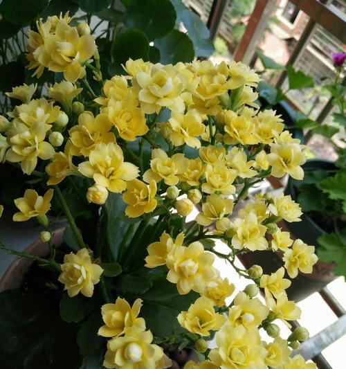 长寿花的花语与意义（传承千年的吉祥象征）