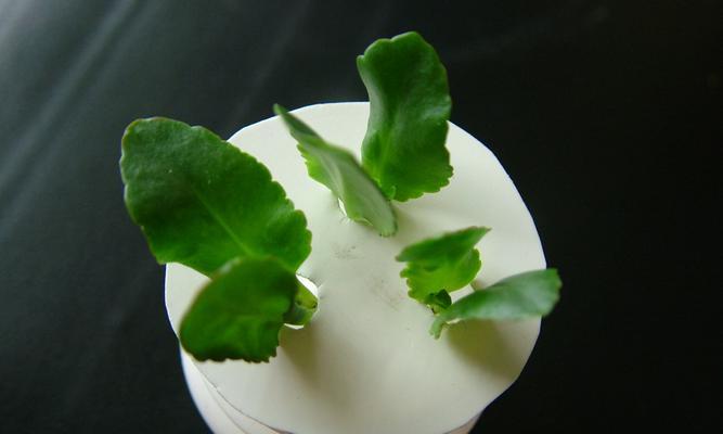 长寿花摘心的意义与方法探析（保持长寿花健康长寿的关键在哪里）