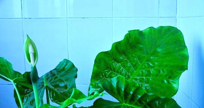 滴水观音花语的奇妙力量（探秘滴水观音花语的美丽寓意与作用）