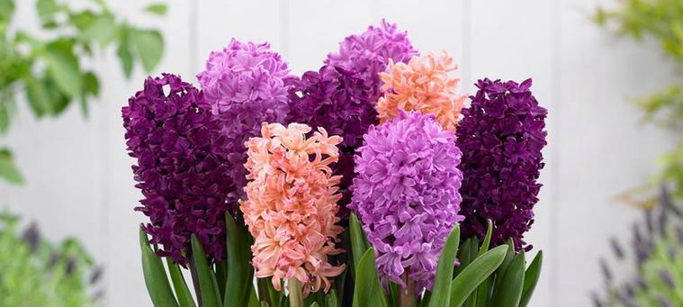 粉色风信子花语（美丽的花朵）