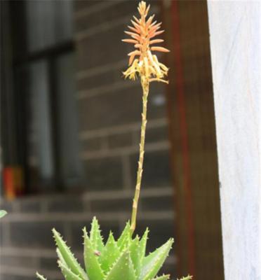 芦荟（探寻芦荟花语的神奇力量）