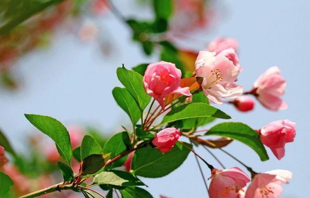 观叶海棠之花语（解读观叶海棠的花语）